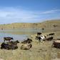 Cows graze near the Armenian village of Gndevaz, where locals are angry over goldmining plans they say could pollute their drinking water and hit tourism