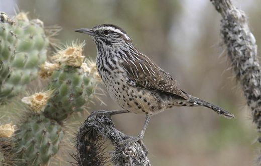 Birds Are Vanishing From North America