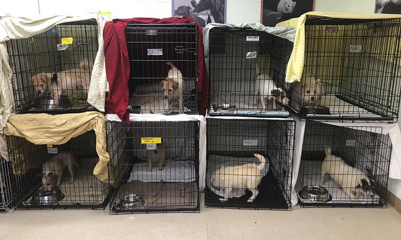 188 Sickly Dogs Are Rescued From Breeders Whose 'Hobby Turned Bad'
