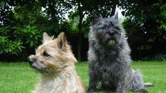 Terrier breed dogs (Courtesy)
