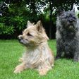 Terrier breed dogs (Courtesy)