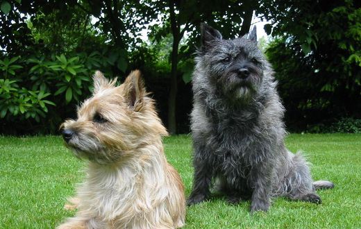 Terrier breed dogs (Courtesy)