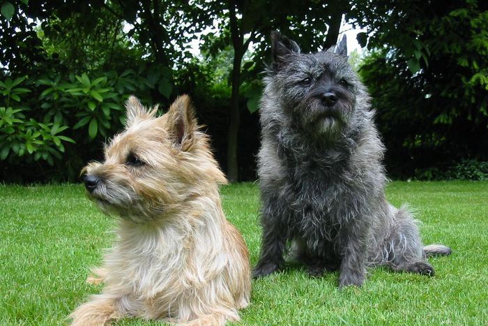 Terrier breed dogs (Courtesy)