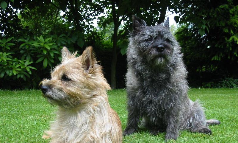 Terrier breed dogs (Courtesy)