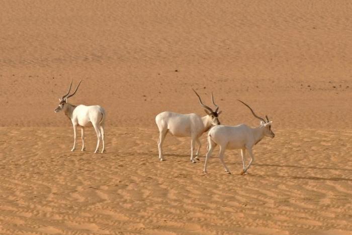 Critically endangered species such as the addax or white antilope could disappear if major changes are made to the Niger national nature reserve
