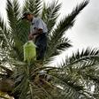 Legmi, a date palm drink, is drunk in southern Tunisia around the coastal city of Gabes