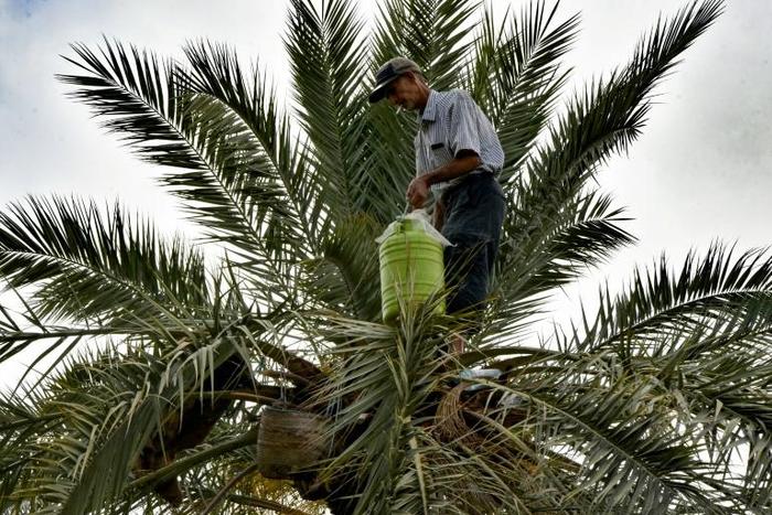 Legmi, a date palm drink, is drunk in southern Tunisia around the coastal city of Gabes
