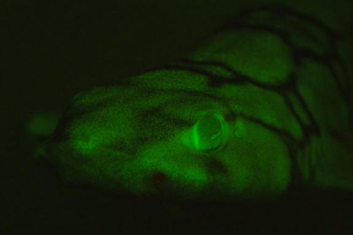 This image taken in 2015 by David Gruber, a professor at City University of New York, shows a glowing chain catshark at Scripps Canyon off the coast of San Diego California
