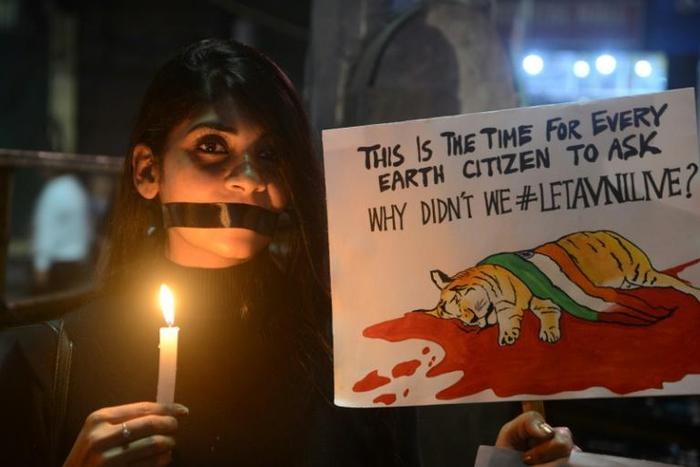 More than 60 tigers have died or been killed so far in 2019 across India