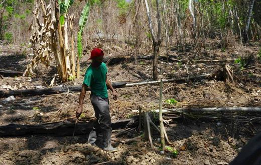 A farm workers walks through a drought-affected farm in Enfield, St Mary, Jamaica, where increasingly volatile weather patterns have taken a toll on agriculture