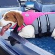 This Dog Life Jacket Gets Viral Review On Twitter