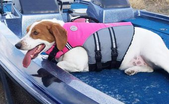 This Dog Life Jacket Gets Viral Review On Twitter