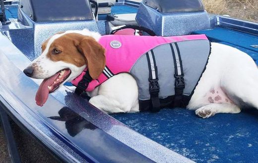 This Dog Life Jacket Gets Viral Review On Twitter