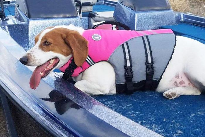 This Dog Life Jacket Gets Viral Review On Twitter