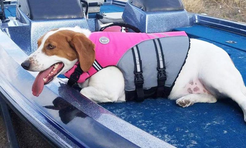 This Dog Life Jacket Gets Viral Review On Twitter