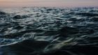 'Shark!': Cape Cod Recoils in a Summer of Sightings, Real and Imagined