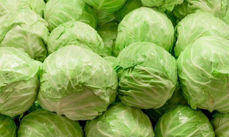 Cabbage(Jesmond Fruit Barn)