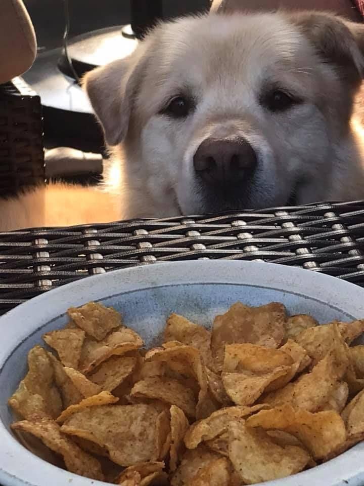 This Very Good Boy Just Lost 100 Pounds