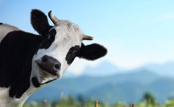 Dairy Might Actually Prevent Weight Gain