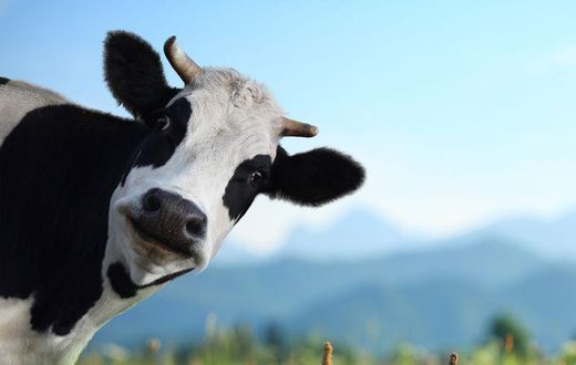 Dairy Might Actually Prevent Weight Gain
