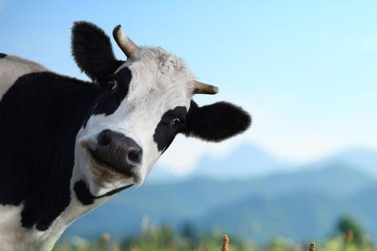 Dairy Might Actually Prevent Weight Gain