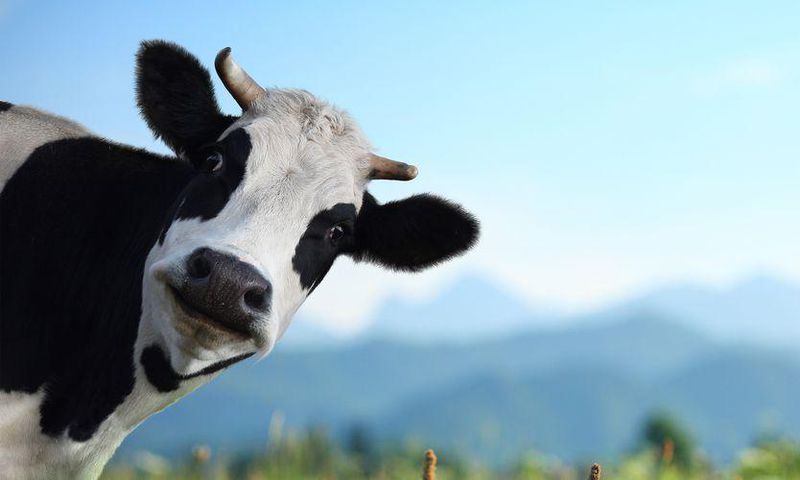 Dairy Might Actually Prevent Weight Gain