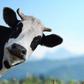 Dairy Might Actually Prevent Weight Gain
