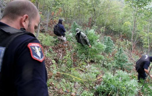 Albanian police destroy a field of cannabis plants in a remote mountainous area