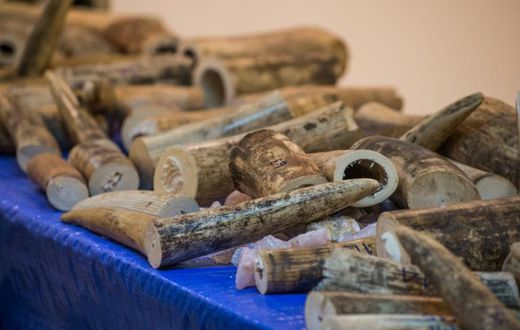 Smuggled ivory originating from Malawi was discovered in cargo boxes at the Bangkok airport in March 2017