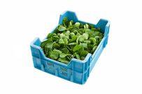 12 Best Types Of Greens And Lettuce To Add To Your Salad