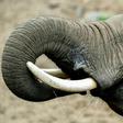 Global trade in elephant ivory has largely been outlawed since 1989 after the number of the giant mammal plunged