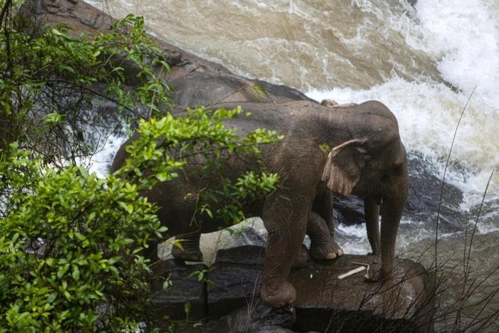Elephants are known to develop strong social bonds and Thai officials believe the disaster occured after a younger elephant slipped off the cliff