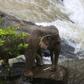 Elephants are known to develop strong social bonds and Thai officials believe the disaster occured after a younger elephant slipped off the cliff
