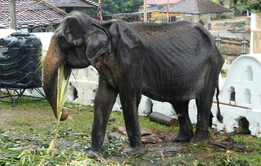 Tikiri, aged 70, has died just weeks after an outcry over her proposed participation in a Sri Lanka parade