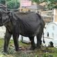 Tikiri, aged 70, has died just weeks after an outcry over her proposed participation in a Sri Lanka parade
