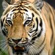 With an average of more than 120 illegally trafficked tigers seized each year since the year 2000, conservation group Traffic warns there was little sign of respite for the species
