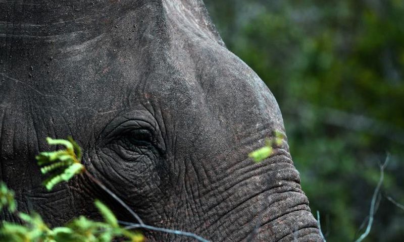 There are an estimated 7,500 elephants in the wild in Sri Lanka