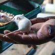 A study in the journal Nature found that restricting the intake of an amino acid found in red meat and eggs slowed the growth of cancerous tumours in mice