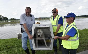 Saving Charlie: The Rush to Rescue Pets in a Watery Ghost Town