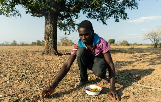 Leon Kufakunesu gathers jackalberry fruit onto a plate which his mother has resorted to serving the family as a midday meal