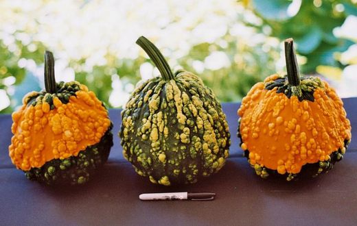 genital warts are sexually transmitted(outstandingseed)