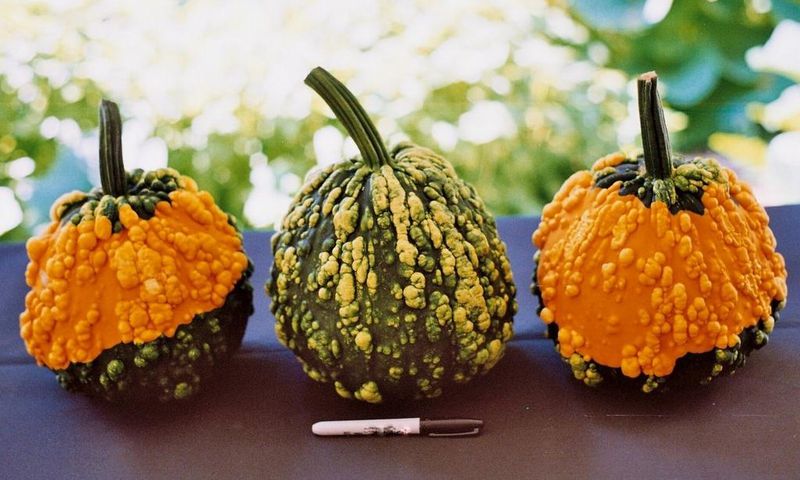 genital warts are sexually transmitted(outstandingseed)