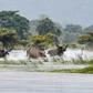 A herd of wild buffalo wade through floodwaters at Kaziranga National Park in the India's northeast state of Assam