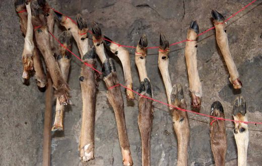 What Was Kept in This Stone Age Meat Locker? Bone Marrow