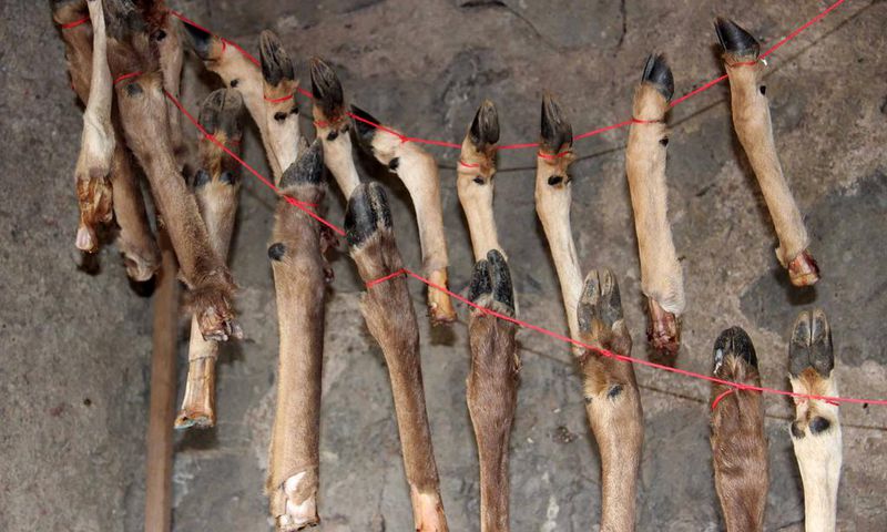 What Was Kept in This Stone Age Meat Locker? Bone Marrow