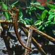 More tropical fish such as seahorse are appearing in warming European waters