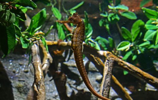 More tropical fish such as seahorse are appearing in warming European waters
