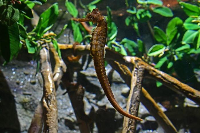 More tropical fish such as seahorse are appearing in warming European waters