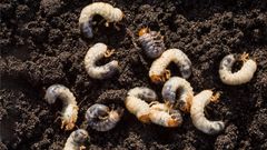 Dr. Pimple Popper Popped 'Bug' Vellus Hair Cysts