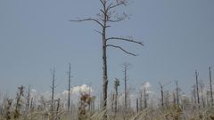 As Sea Levels Rise, So Do Ghost Forests